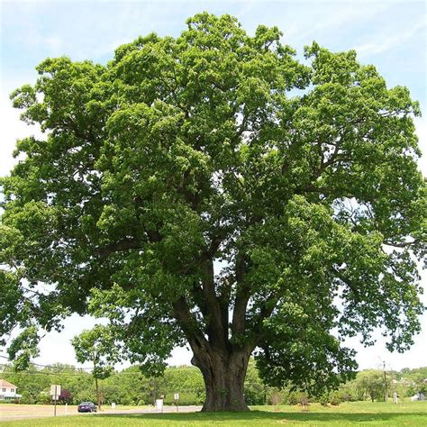 White Oak Tree | New Blooms Nursery