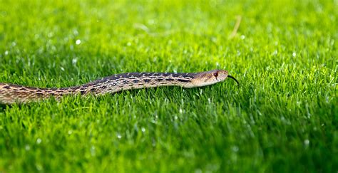 Keeping snakes away from your home and yard | News And Information ...