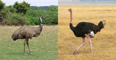 Emu vs Ostrich: Differences and Similarities - AnimalBehaviorCorner