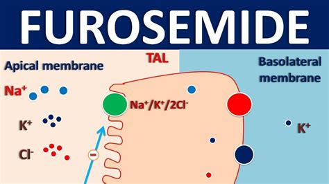 Furosemide - Mechanism, side effects, interactions and indications ...