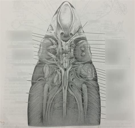 Nervous System- Shark Brain Diagram Diagram | Quizlet