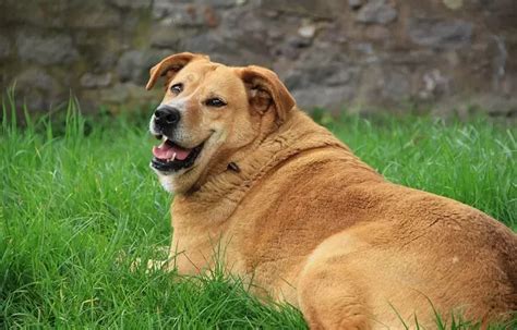 Pet Obesity: Symptoms, Causes, And Treatments