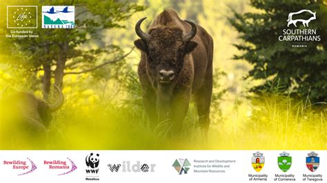 O nouă etapă în proiectul de reintroducere a zimbrilor | WWF Romania