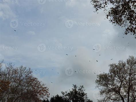 Cloudy sky with trees and birds 20457859 Stock Photo at Vecteezy