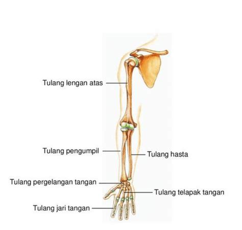 Fungsi Tulang Hasta, Tulang Pengumpil dan Lengan Atas – Gramedia Literasi