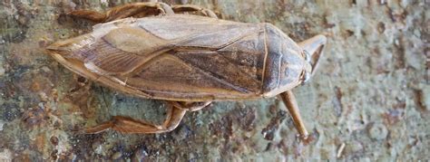 Giant Water Bug Facts | Insects in Education