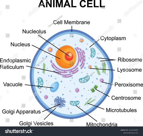 Animalia Cell Diagram