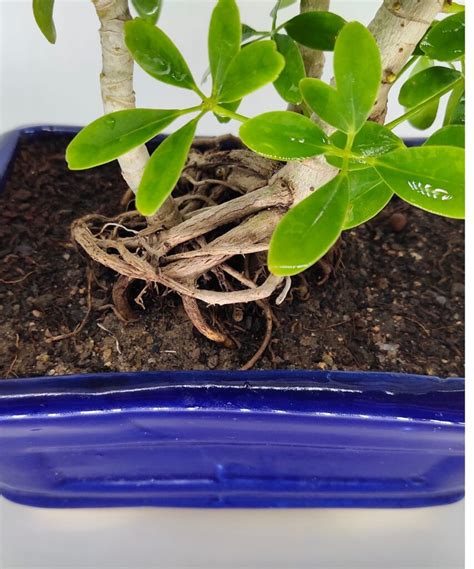 Schefflera Bonsai Aerial Roots - Abana Homes