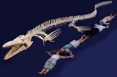 Mosasaurus Skeleton