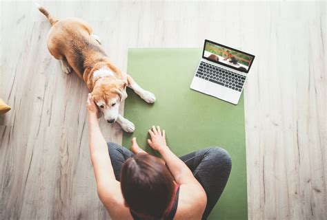 How To Create Your Own Online Dog Training Course | The Dogs