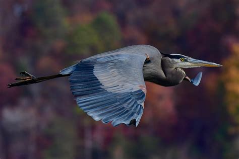 Great Blue Heron | Audubon Field Guide