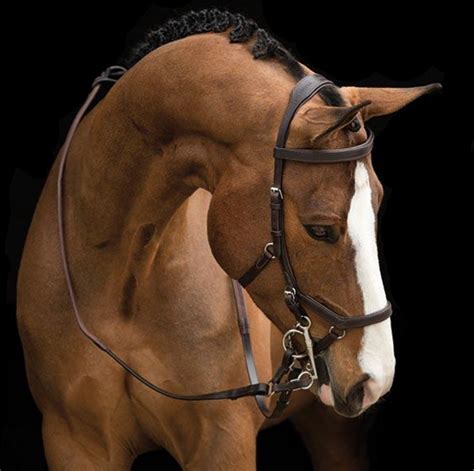 Rambo Micklem Original Competition Bridle – The Tack Shop