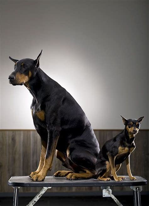 Miniature Pinscher Dog Breed Information & Characteristics | Miniature ...