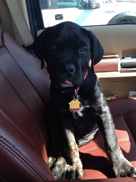 Rottweiler / Cane Corso Mix Rotticorso 9 Weeks Old | Crazy dog lady ...