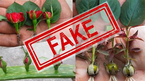 Professional Grower Exposes Fake Rose Propagation Videos - YouTube