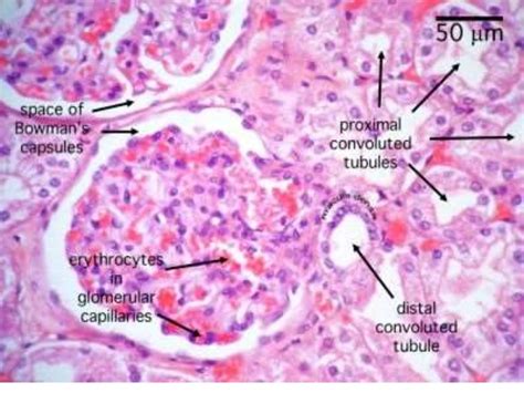 Kidney Histology Renal Tubule | Images and Photos finder