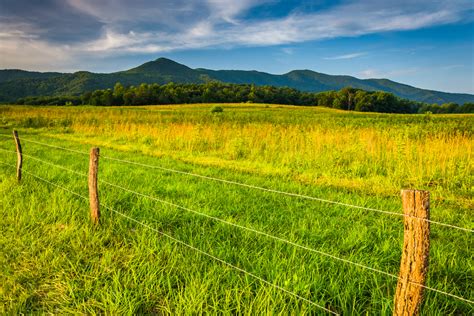 10 Fun Facts About Your Favorite Cades Cove Wildlife: Black Bears