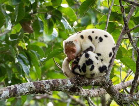 Common Spotted Cuscus Animal Facts | Phalanger maculatus - AZ Animals