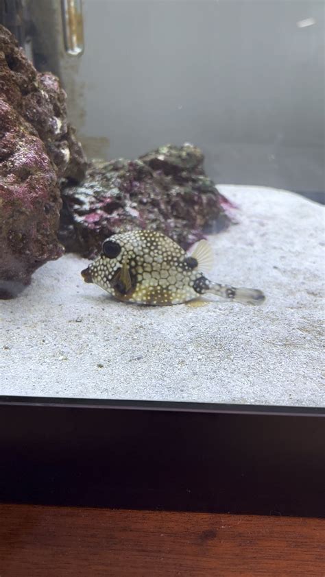 Is This Normal Behavior for a Trunkfish? : r/SaltwaterAquariumClub