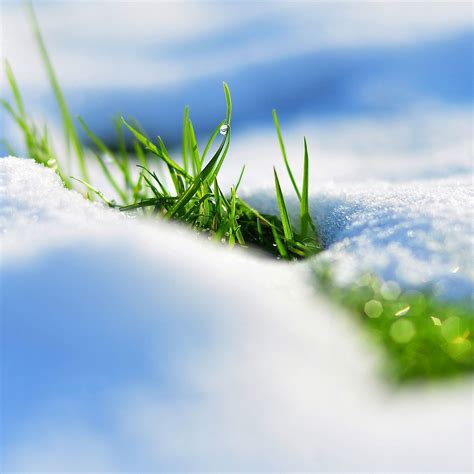 Spring snow grass reflections iPad Pro Wallpapers Free Download