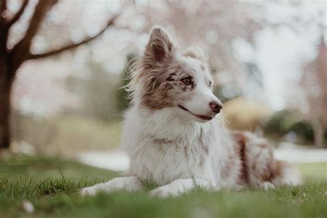 Red Merel Border Collie Puppy Photograph by Cavan Images - Fine Art America