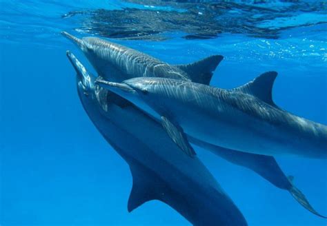 BBC Documentary Discovers That Dolphins Love Getting High With Each ...