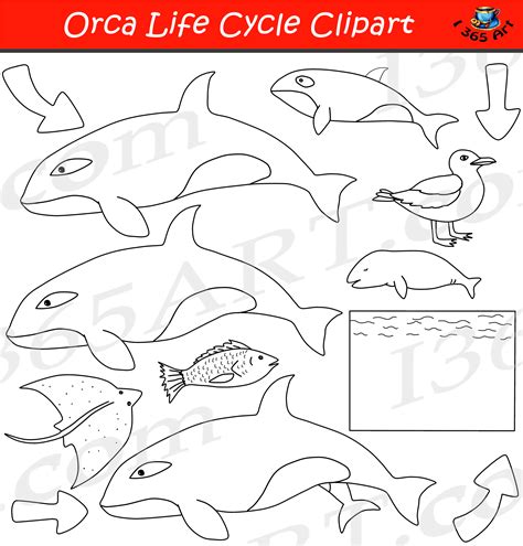 Orca Whale Life Cycle