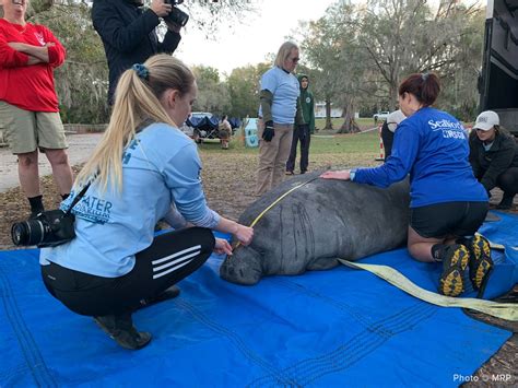 Florida rescue releases ‘unprecedented’ 12 manatees into the wild in ...