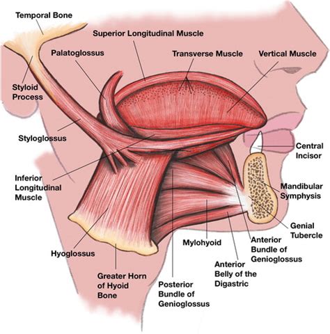 Tongue Muscles Anatomy