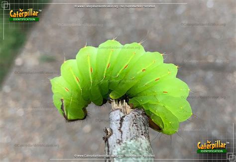 Big Green Caterpillars In Ohio