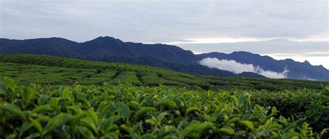 Tea Cultivation in Sri Lanka "Ceylon Tea".