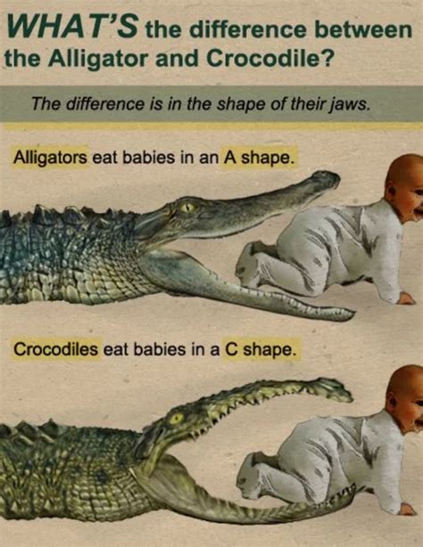 Crocodile Memes Funny - Crocodile