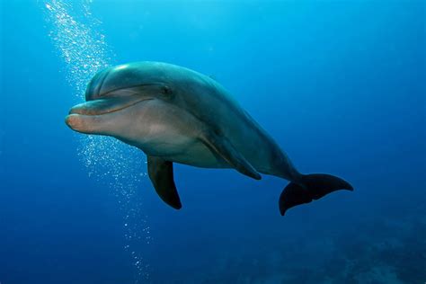 Bottlenose Dolphins Swimming