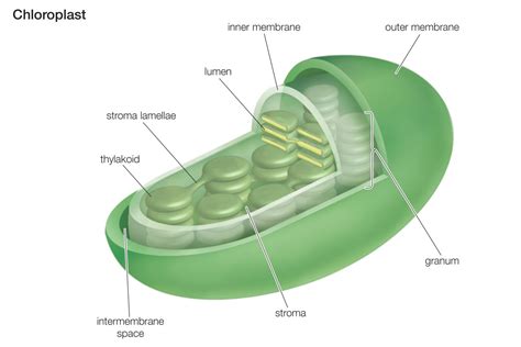 Chloroplast Function