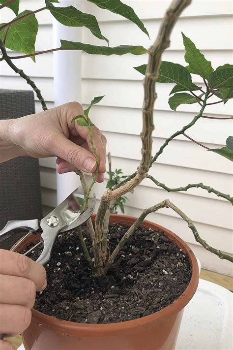 How to Grow and Care for Poinsettia Plants | Gardener’s Path