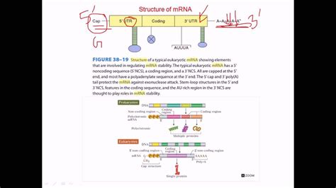 Mrna Structure