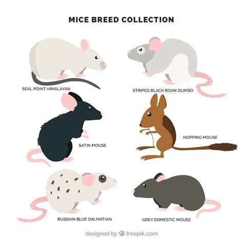 Free Vector | Pack of six mice breeds