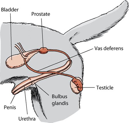 Where Is The Prostate Located On A Male Dog