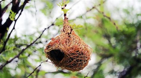 How do birds make their nests? - bromilows florist