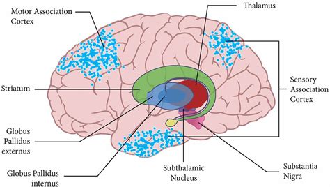 Parts Of The Brain And Their Functions With Thalamus