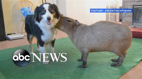 Capybara With Dog