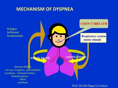 PPT - P ulmonary dyspnea PowerPoint Presentation, free download - ID ...