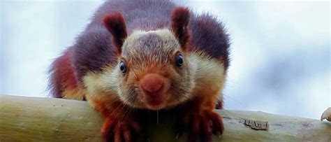 Indian Giant Squirrel - A-Z Animals