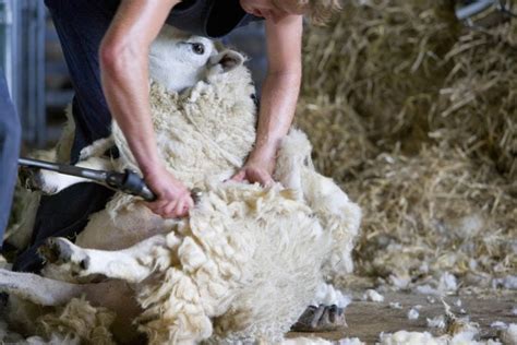 Sheep Shearing: How Do We Get Wool From The Sheep?