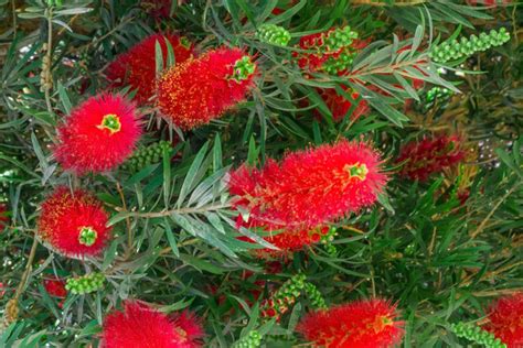 Weeping Bottlebrush Plant (Callistemon viminalis): Care and Growing Guide