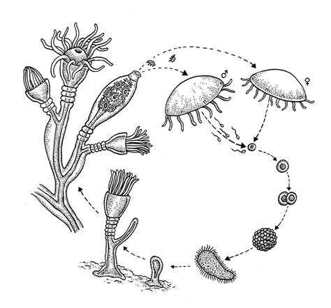 The hydrozoan life cycle - EMBOC Student Blog