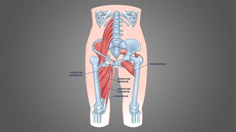 5 Best Adductor Stretches (with Pictures!) - Inspire US