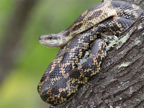 Hawk drops snake on a woman, then both attack her!