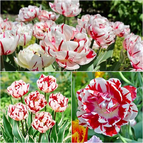 Buy Woodland bulbs® 10 x ‘Carnaval De Nice’ Double Late Peony Tulip ...