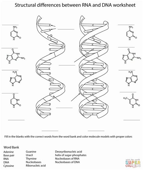 Dna and Rna Worksheet Beautiful Rna and Dna Worksheet Coloring Page in ...